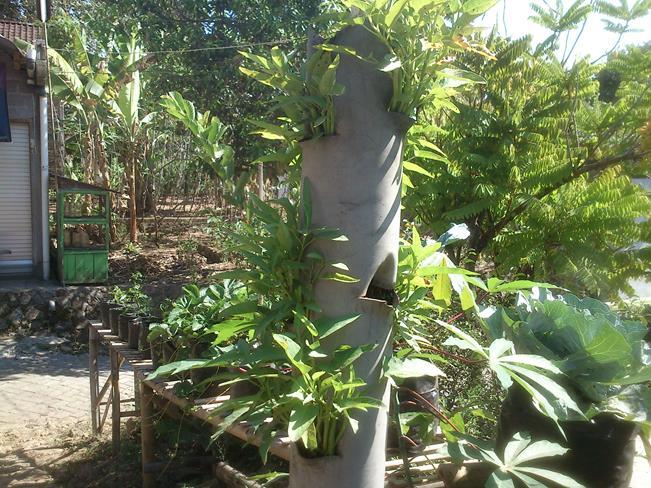 Manfaatkan Pekarangan Rumah Agan Dengan Tanaman Organik