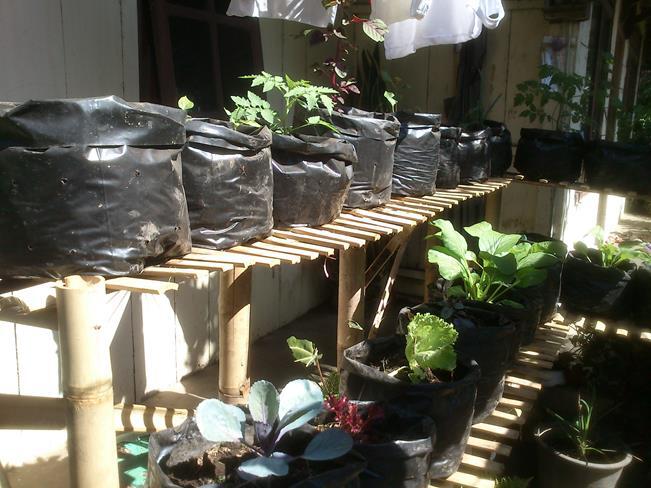 Manfaatkan Pekarangan Rumah Agan Dengan Tanaman Organik