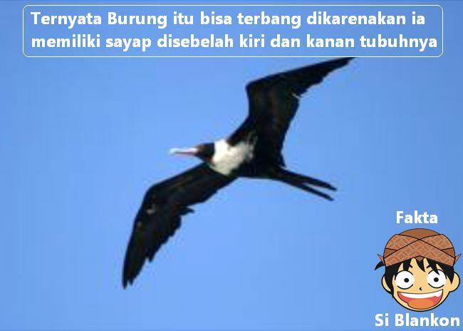 Fakta Lucu ( Si Blangkon lelucon khas Indonesia )