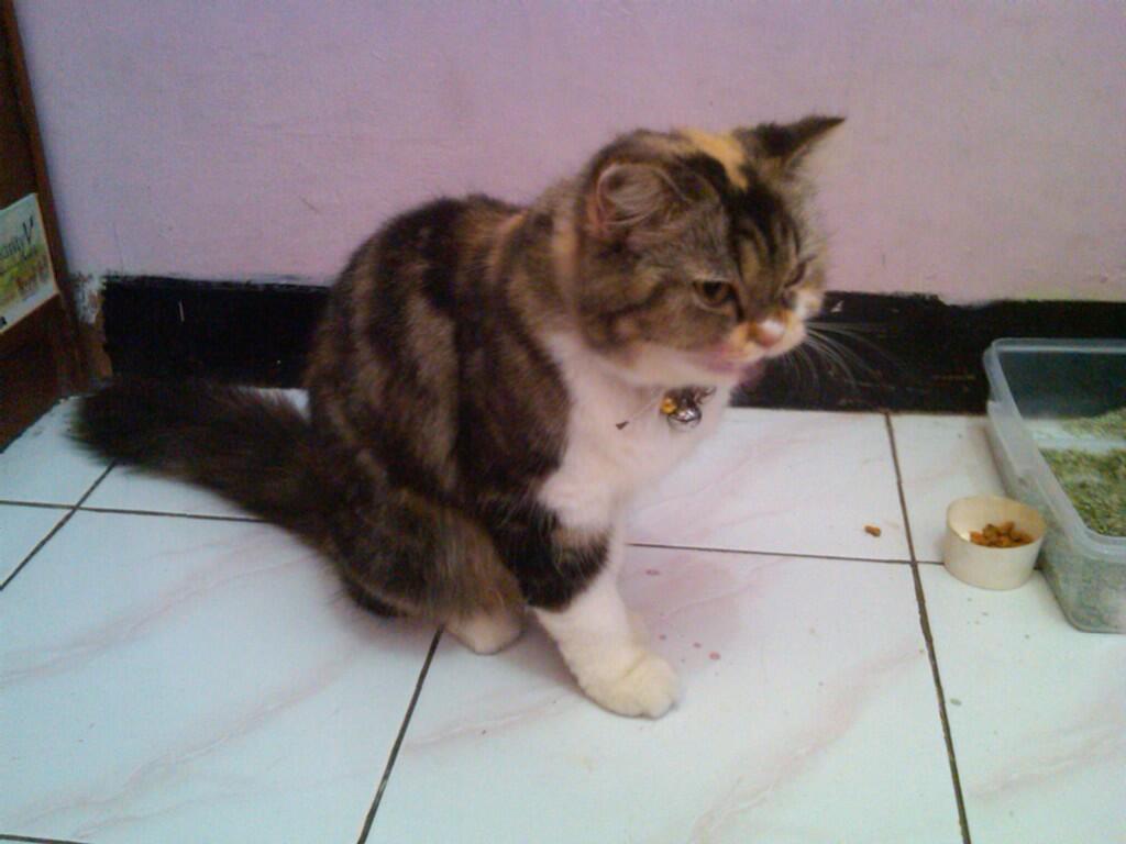 kucing: Kucing Persia Medium Calico