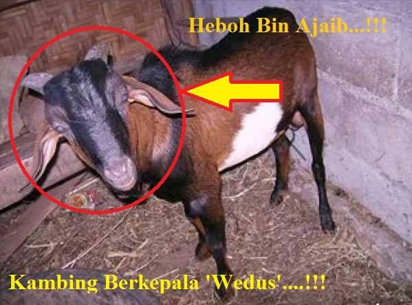 Kambing Kurban anehh bin ajaibb gan......