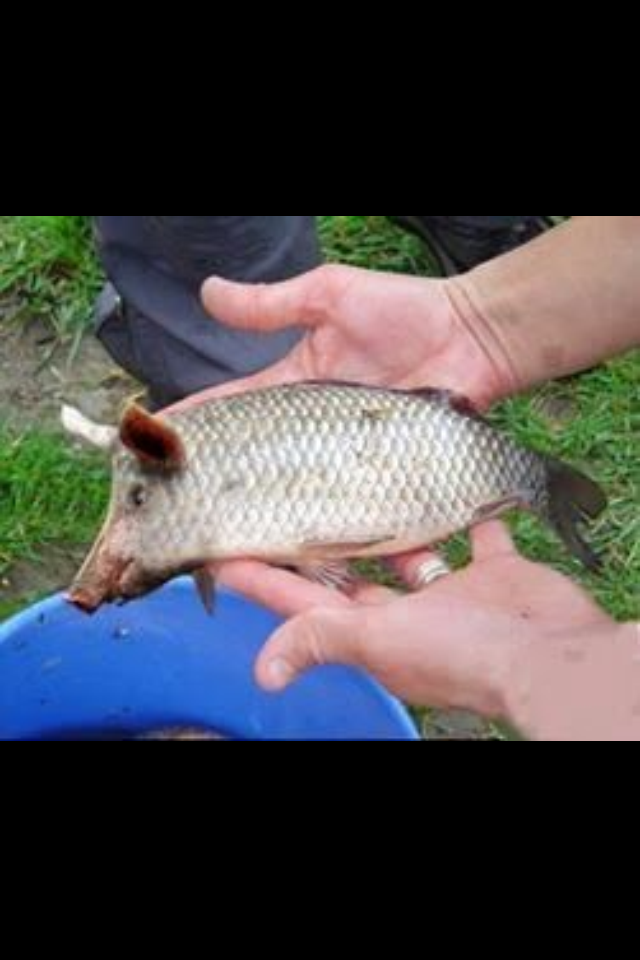 {ask} ikan bermoncong babi