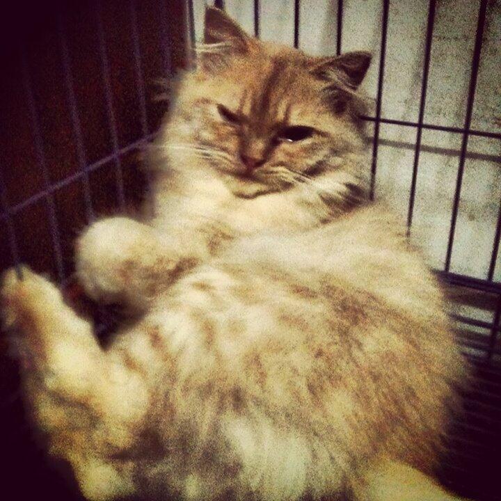 pemacakan kucing persia