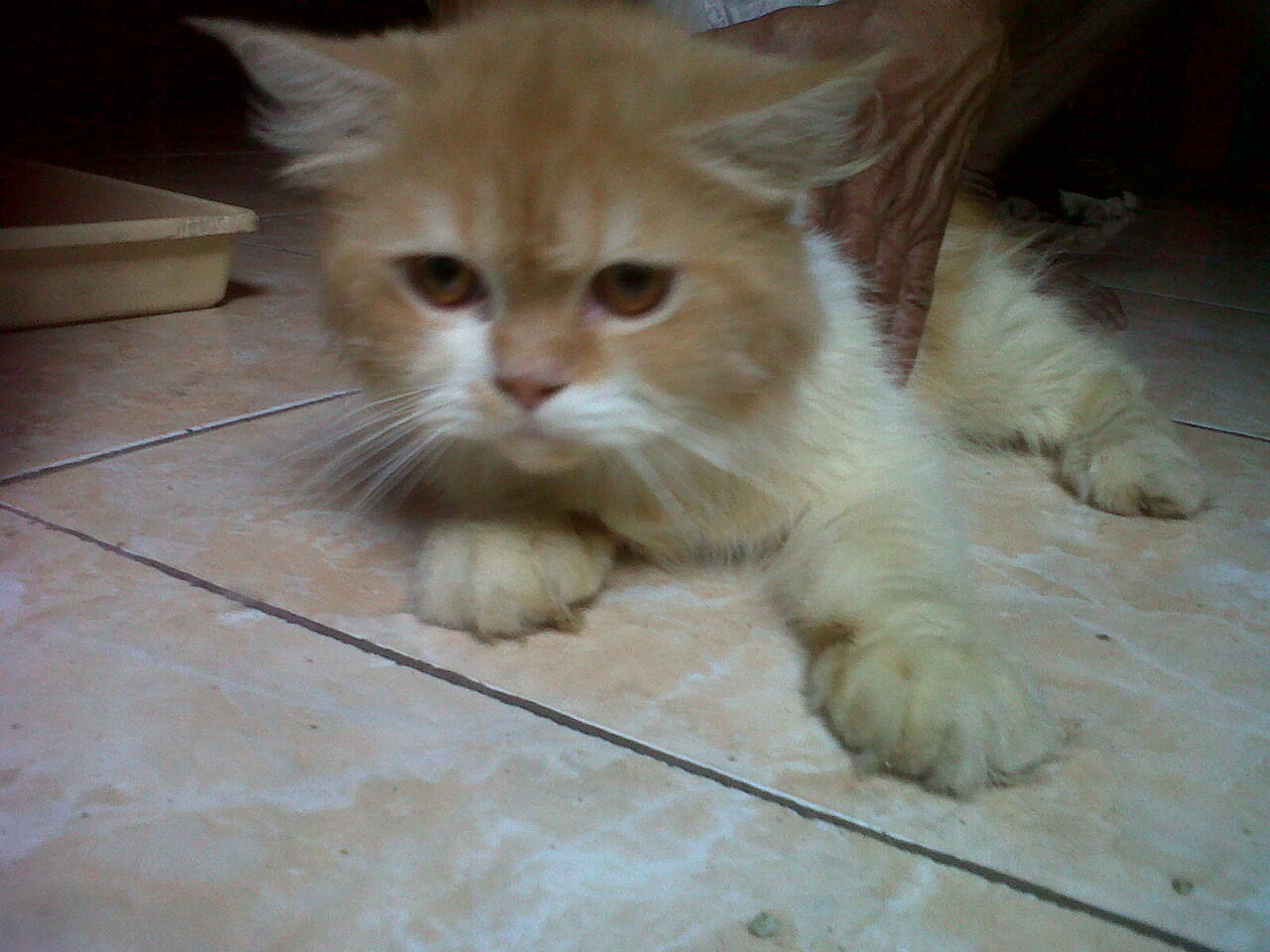 Kucing Persia Jantan ( Solo )
