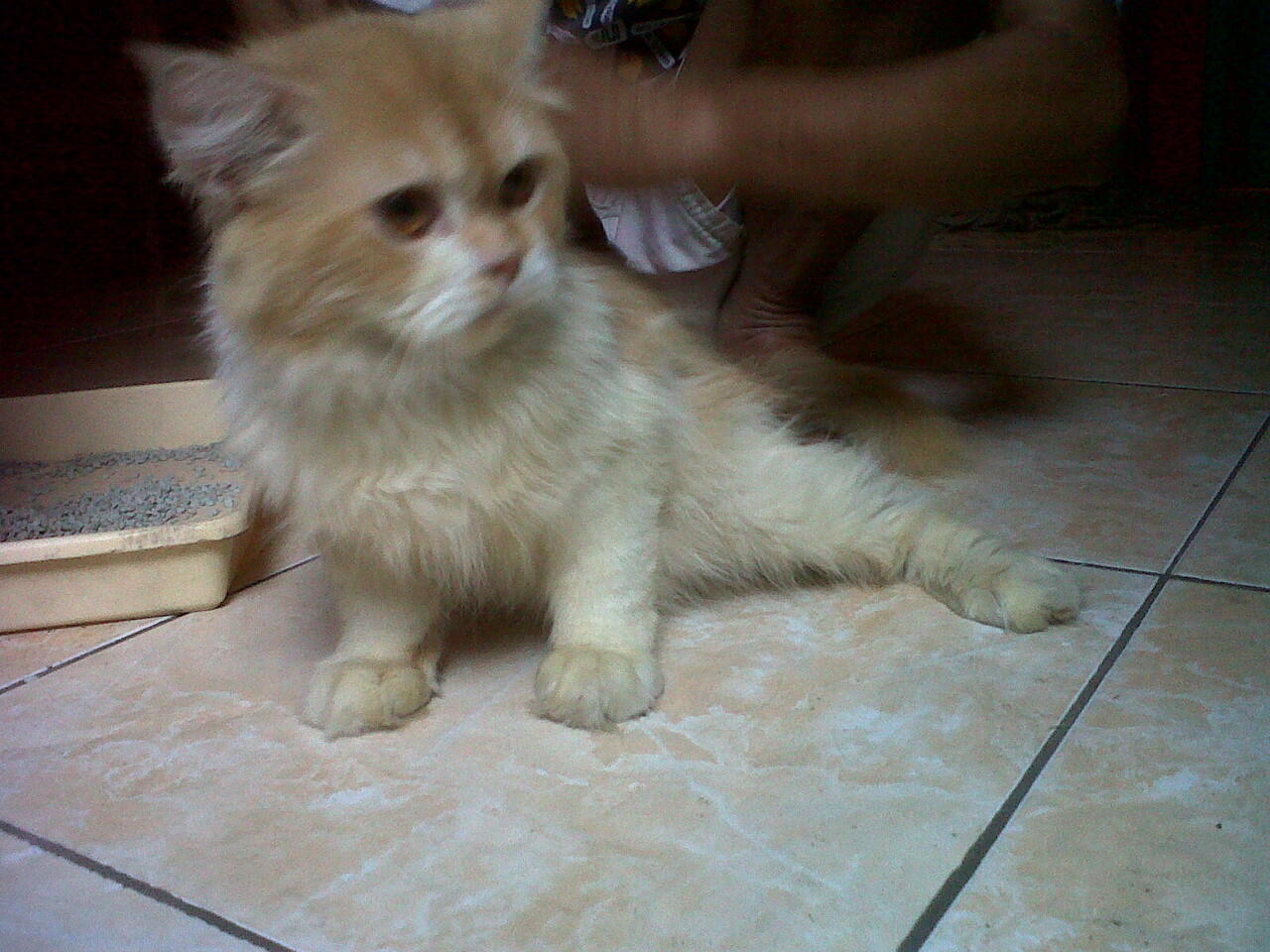 Kucing Persia Jantan ( Solo )