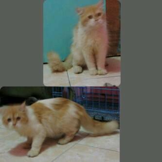Kucing Persia Jantan ( Solo )