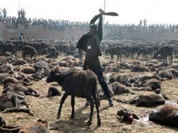 Gadhimai Festival ,Festival Pembantian Hewan Di Nepal