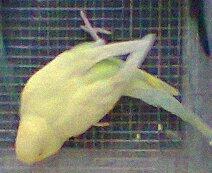 Jual Burung Parkit