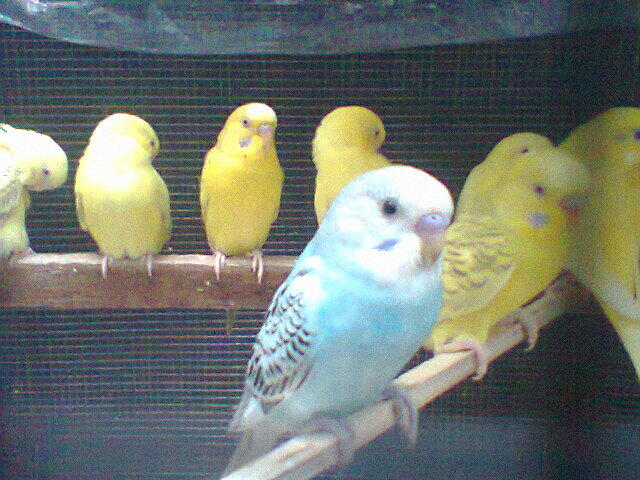 Jual Burung Parkit