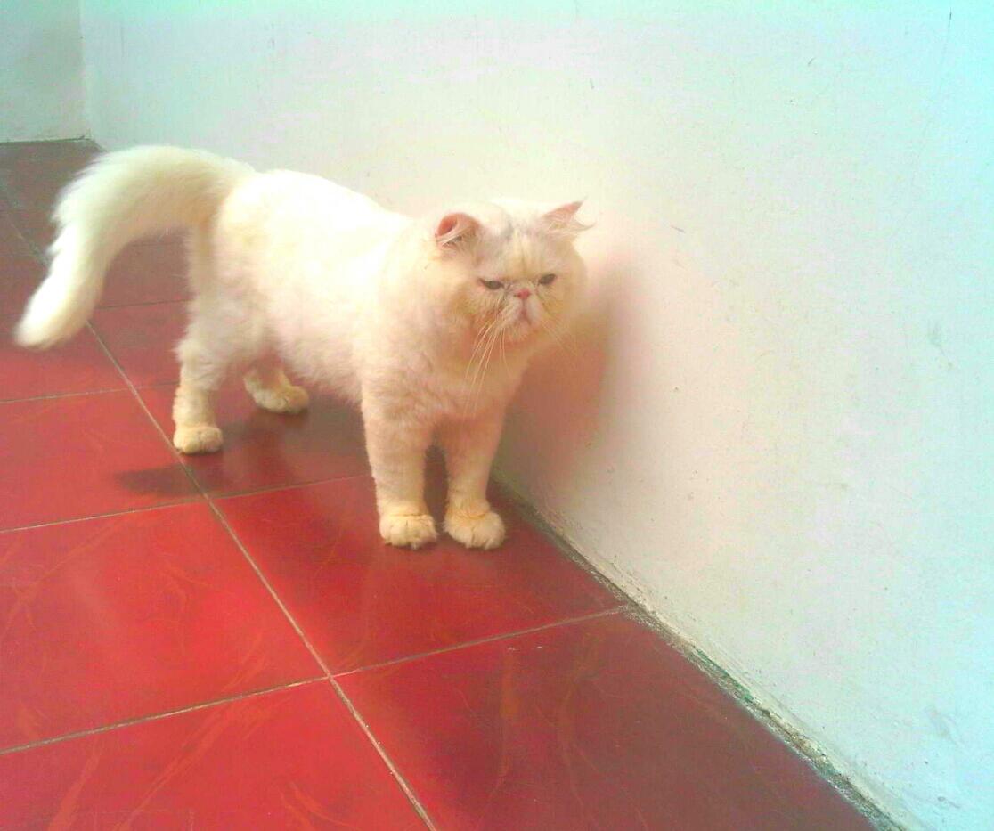 Jasa pacak persia rasa import
