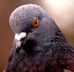 10 Jenis Bom yang pernah dibuat namun GAGAL 