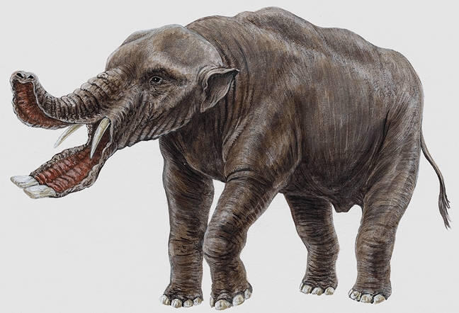 &#91;Let Us Known&#93; PlatyBelodon, Gajah Purba Yang Aneh