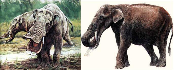 &#91;Let Us Known&#93; PlatyBelodon, Gajah Purba Yang Aneh