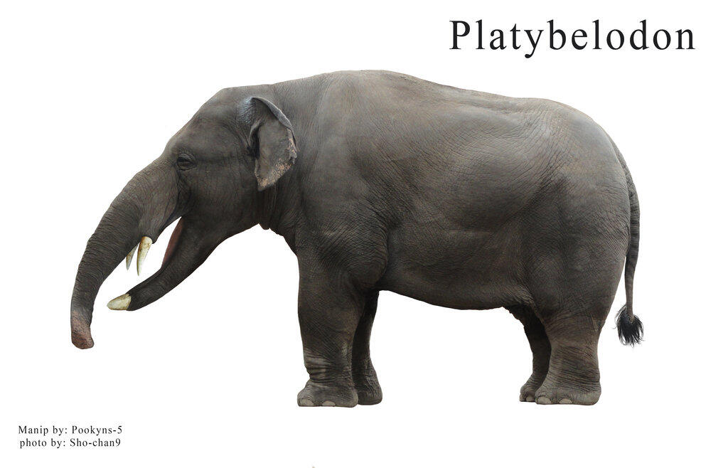 &#91;Let Us Known&#93; PlatyBelodon, Gajah Purba Yang Aneh