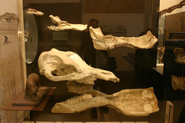 &#91;Let Us Known&#93; PlatyBelodon, Gajah Purba Yang Aneh
