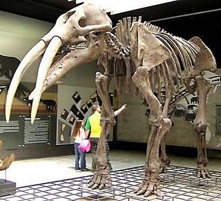 &#91;Let Us Known&#93; PlatyBelodon, Gajah Purba Yang Aneh
