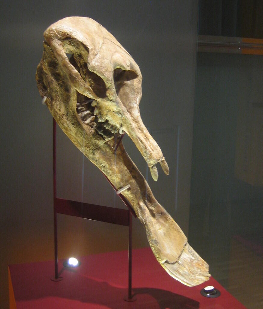 &#91;Let Us Known&#93; PlatyBelodon, Gajah Purba Yang Aneh