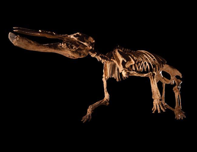 &#91;Let Us Known&#93; PlatyBelodon, Gajah Purba Yang Aneh