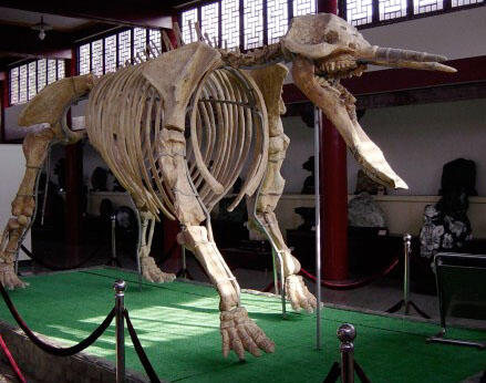 &#91;Let Us Known&#93; PlatyBelodon, Gajah Purba Yang Aneh