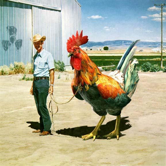 Ayam Raksasa