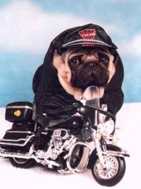 Anggota Terbaru Club Harley Davidson