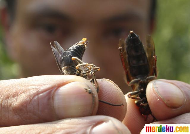 Hiiiiyyyyy ! Wujud lebah raksasa yang membuat 42 warga China tewas :takut