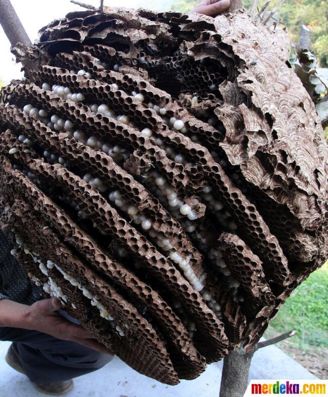 Hiiiiyyyyy ! Wujud lebah raksasa yang membuat 42 warga China tewas :takut