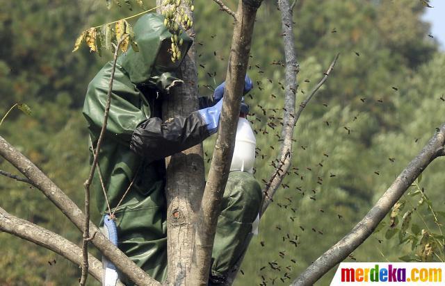 Hiiiiyyyyy ! Wujud lebah raksasa yang membuat 42 warga China tewas :takut