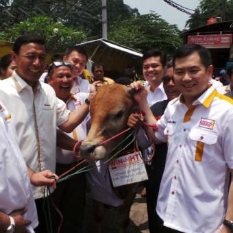 Sapi-sapi Ini Juga Ikut &quot;Kampanyekan&quot; Wiranto-Hary Tanoe