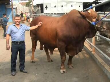 &#91;amazing!!&#93; AZOMAT,sapi ukuran raksasa dari DEPOK