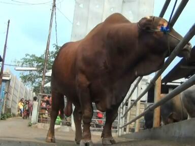 &#91;amazing!!&#93; AZOMAT,sapi ukuran raksasa dari DEPOK