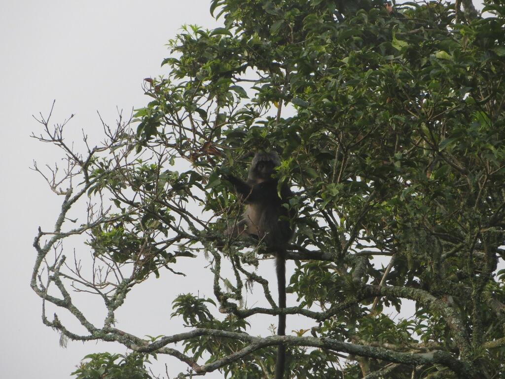 Argopuro, Juni 2013