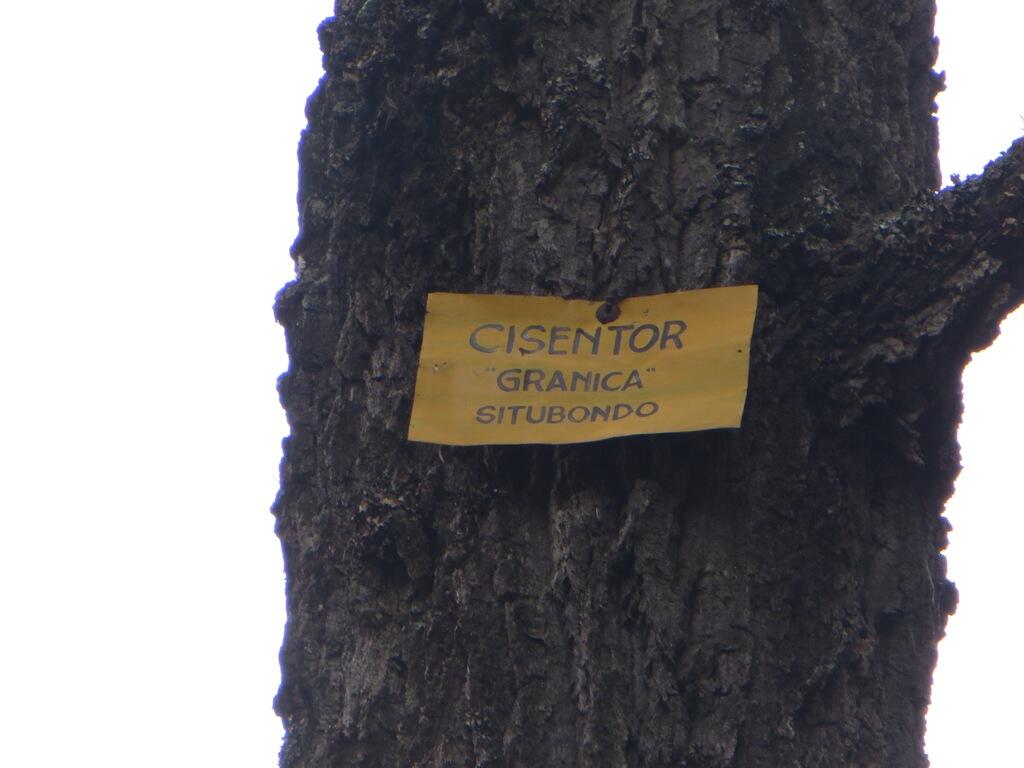 Argopuro, Juni 2013