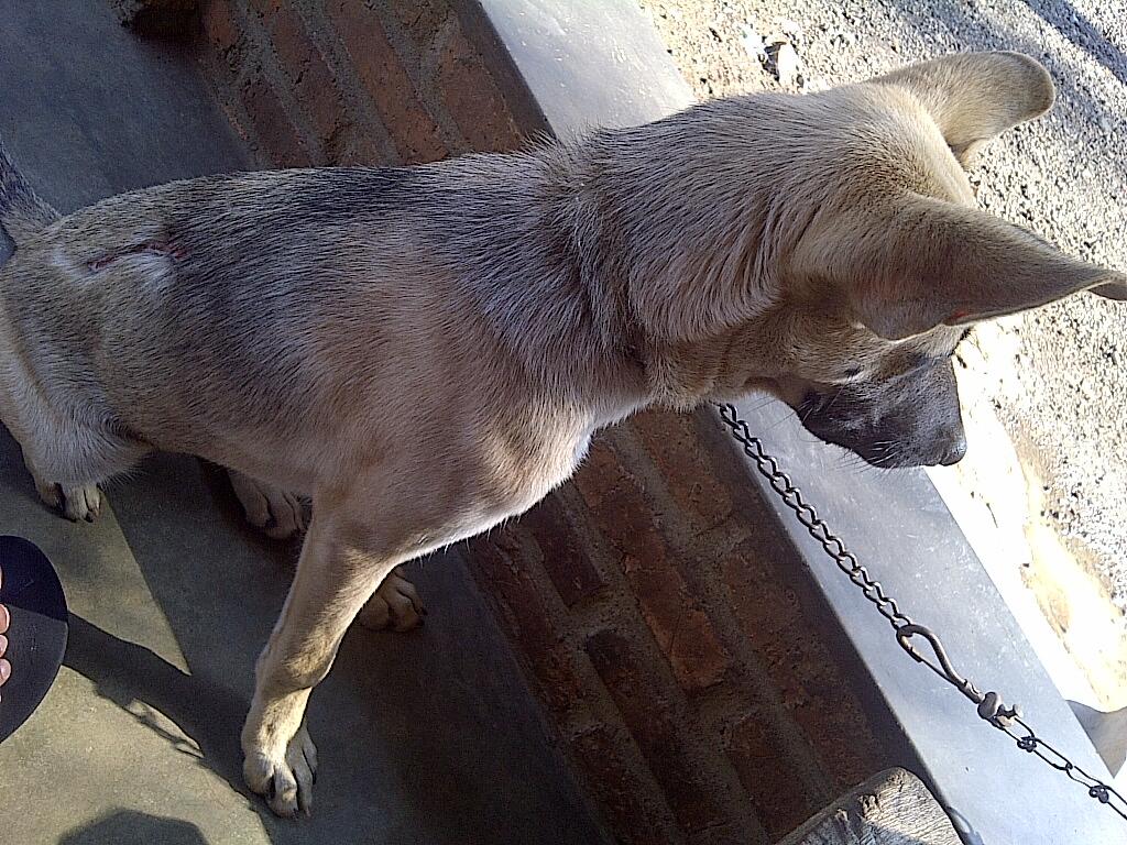 Anjing Helder (campuran)