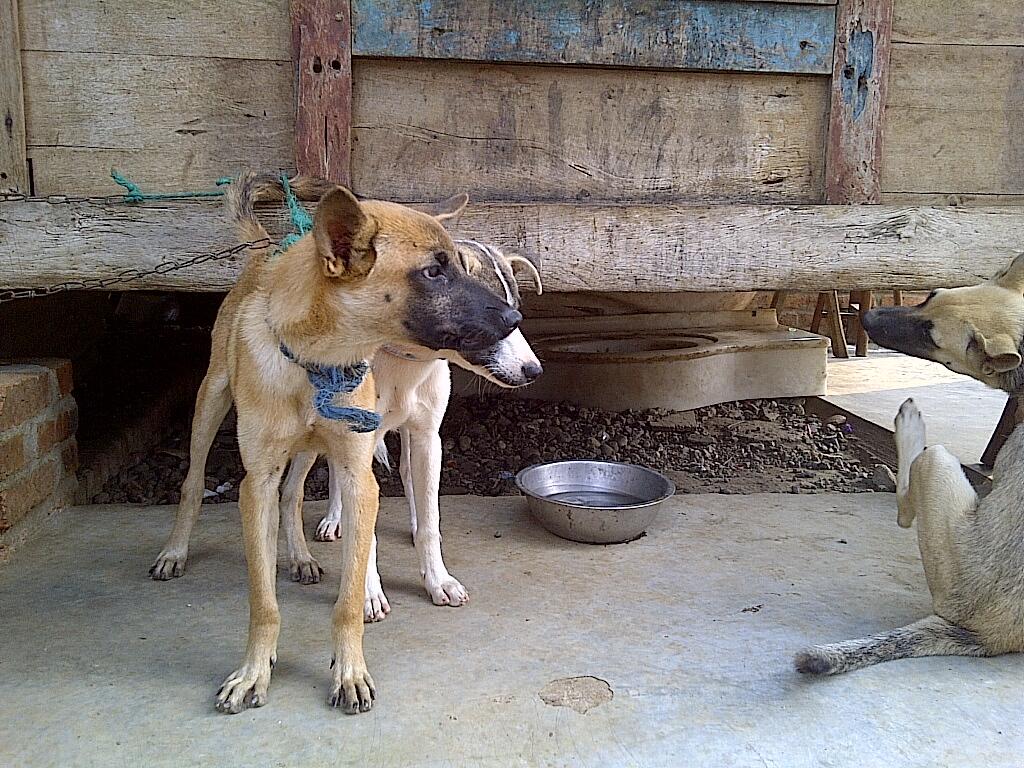Anjing Helder (campuran)