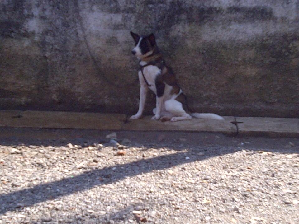 Anjing Helder (campuran)