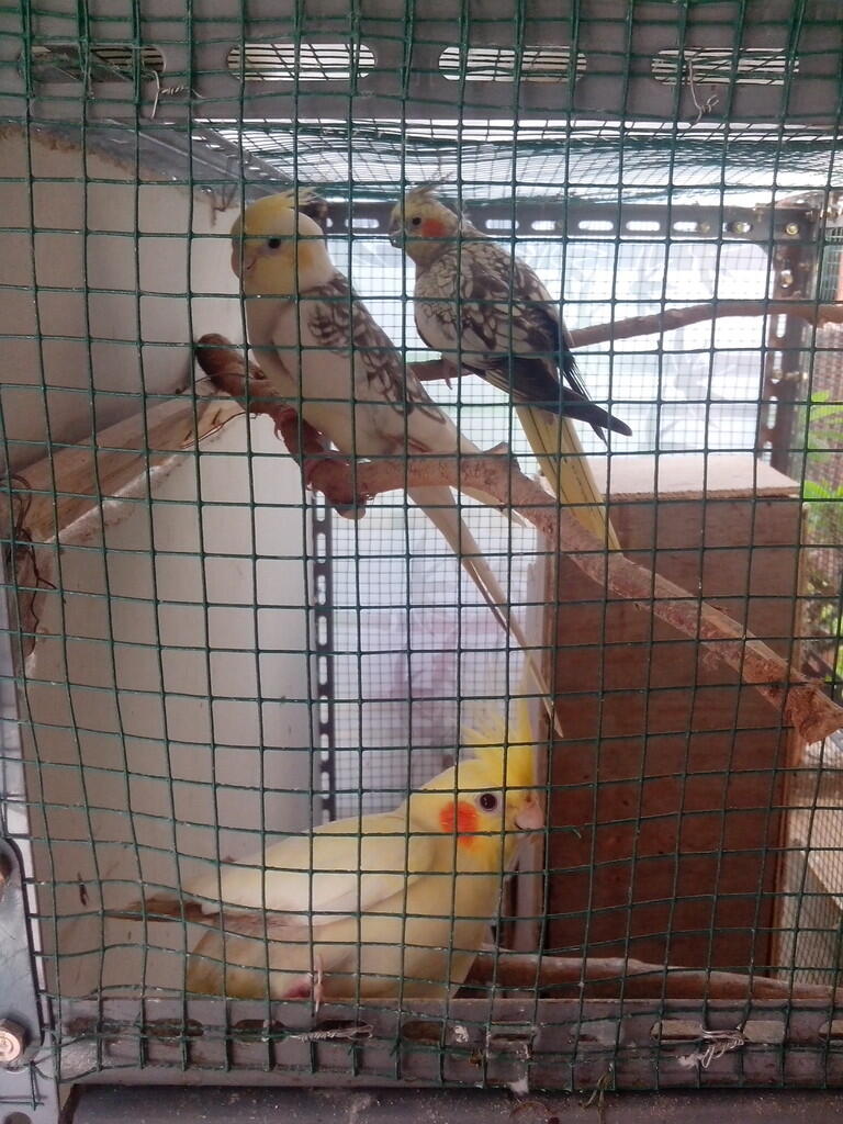 parkit australi / cockatile semi jinak