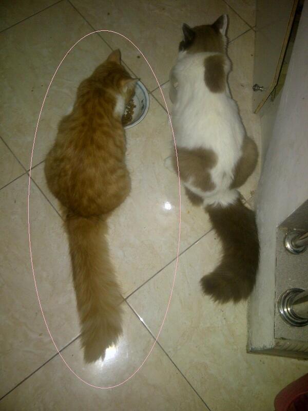 kucing/kitten anggora 7 bulan