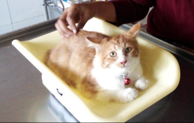 kucing/kitten anggora 7 bulan