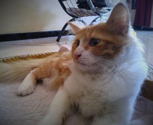 kucing/kitten anggora 7 bulan