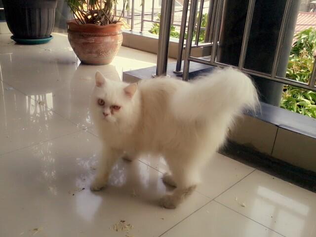 Kucing Persia Putih White Solid BEKASI gemuk sehat lincah