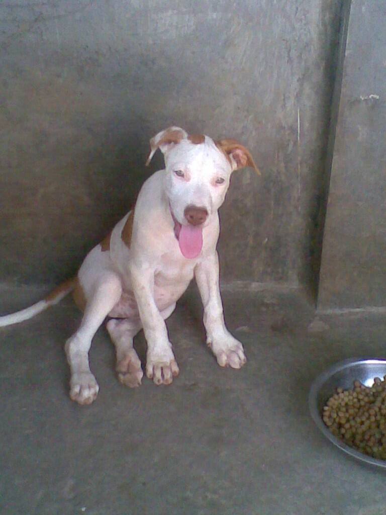 anjing pitbull