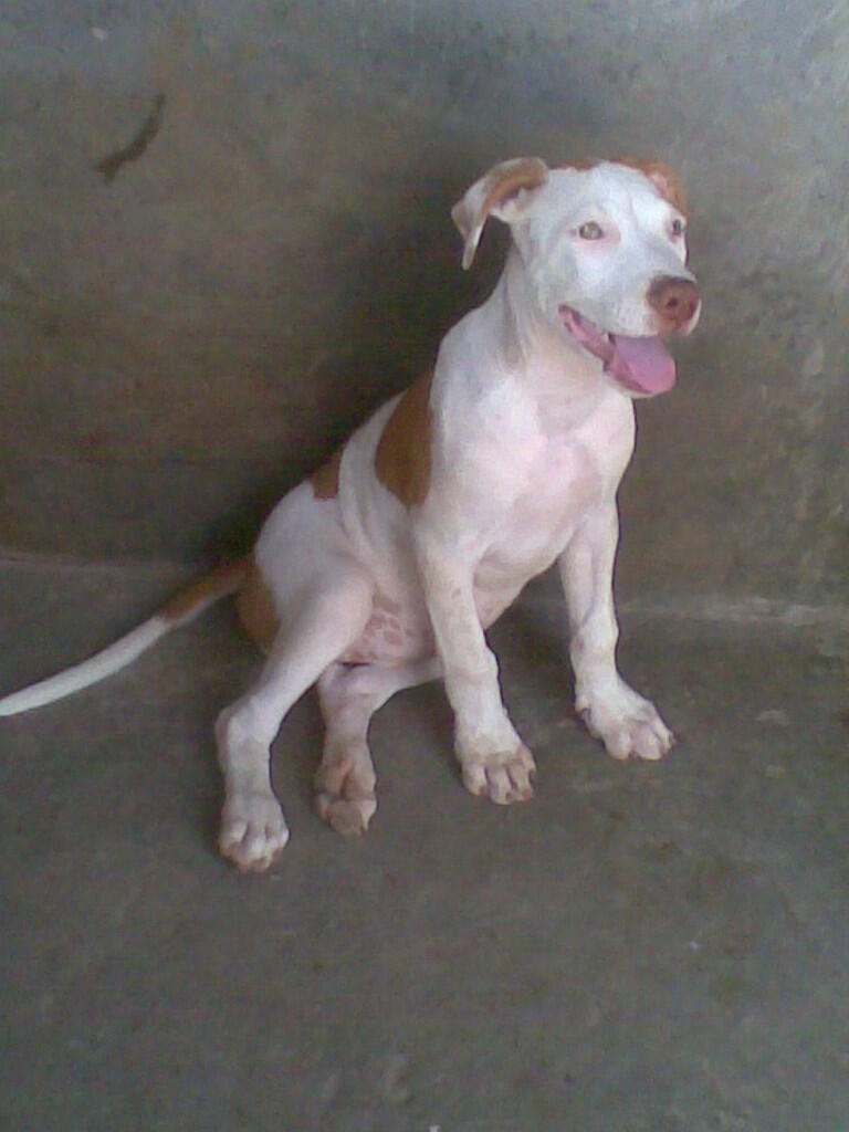 anjing pitbull