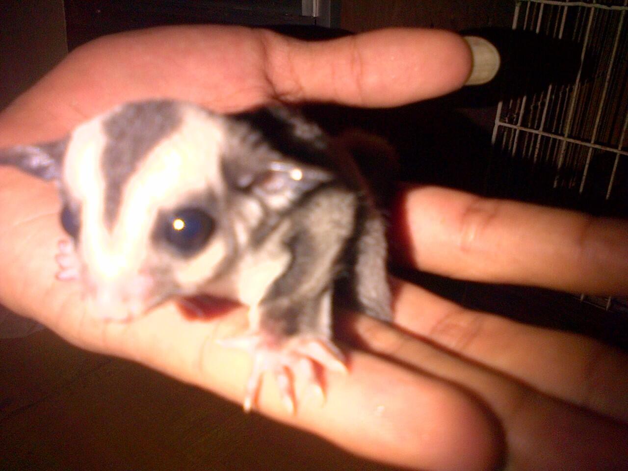 SUGAR GLIDER JOEY MUMER