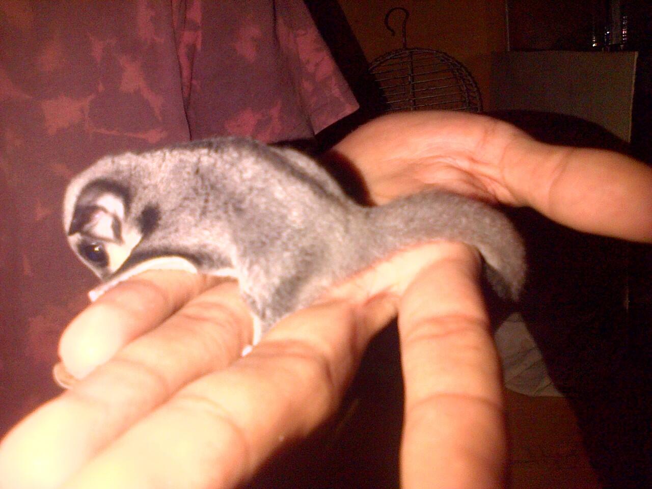 SUGAR GLIDER JOEY MUMER