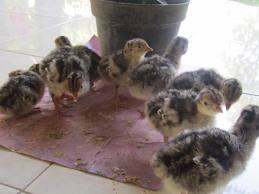 AYAM KALKUN ISTIMEWA