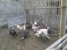 AYAM KALKUN ISTIMEWA