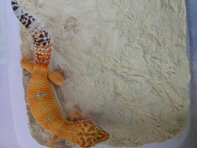 gecko sunglow, hybino murmer bogor