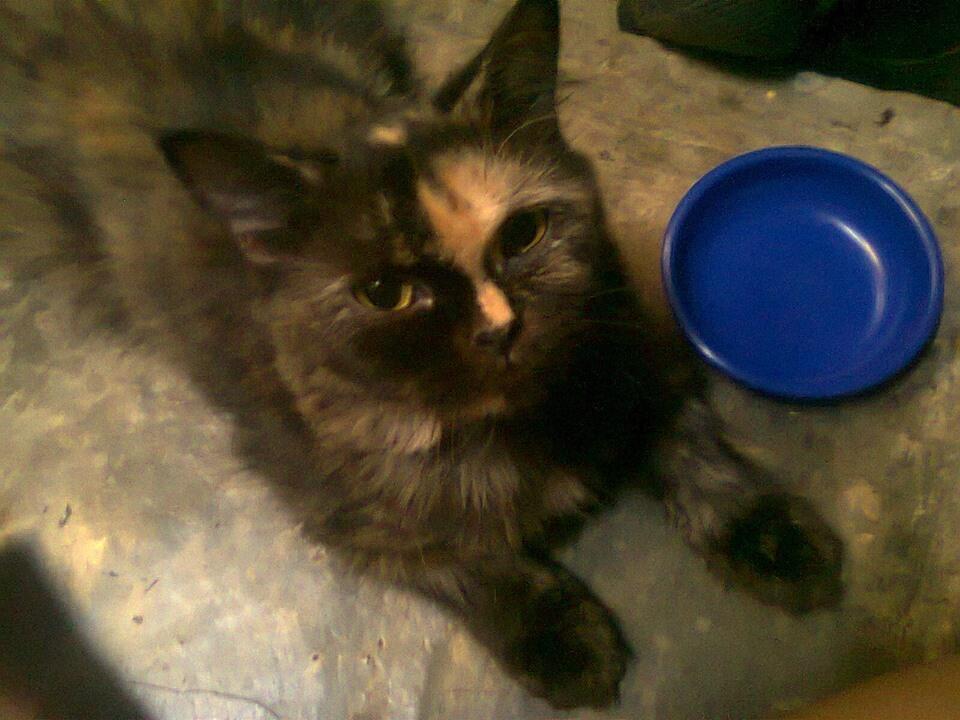 Kucing Persia Medium Betina