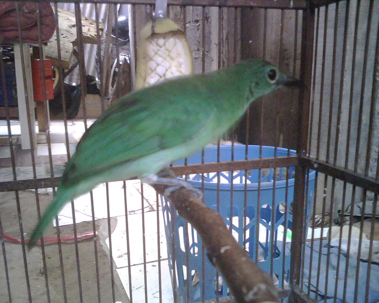 cucak ijo